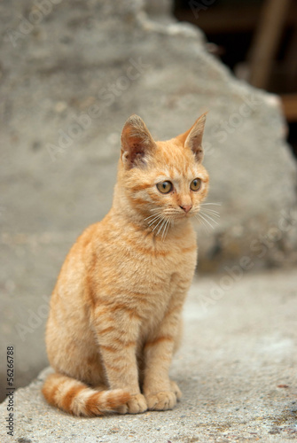 Cat © Svetoslav Radkov