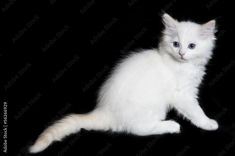 Gato Bebe Gato Bebe