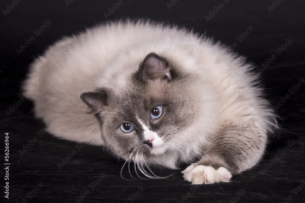 Gato Ragdoll Gato Ragdoll