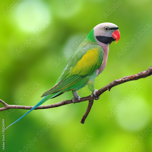Fototapeta Red-breasted Parakeet
