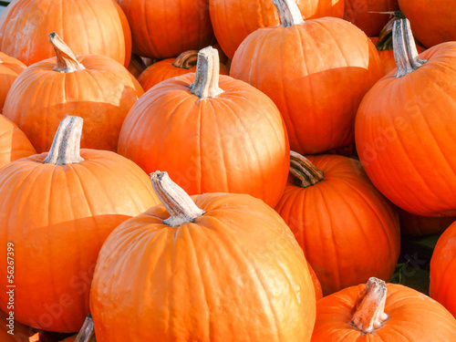 Fall Pumpkins