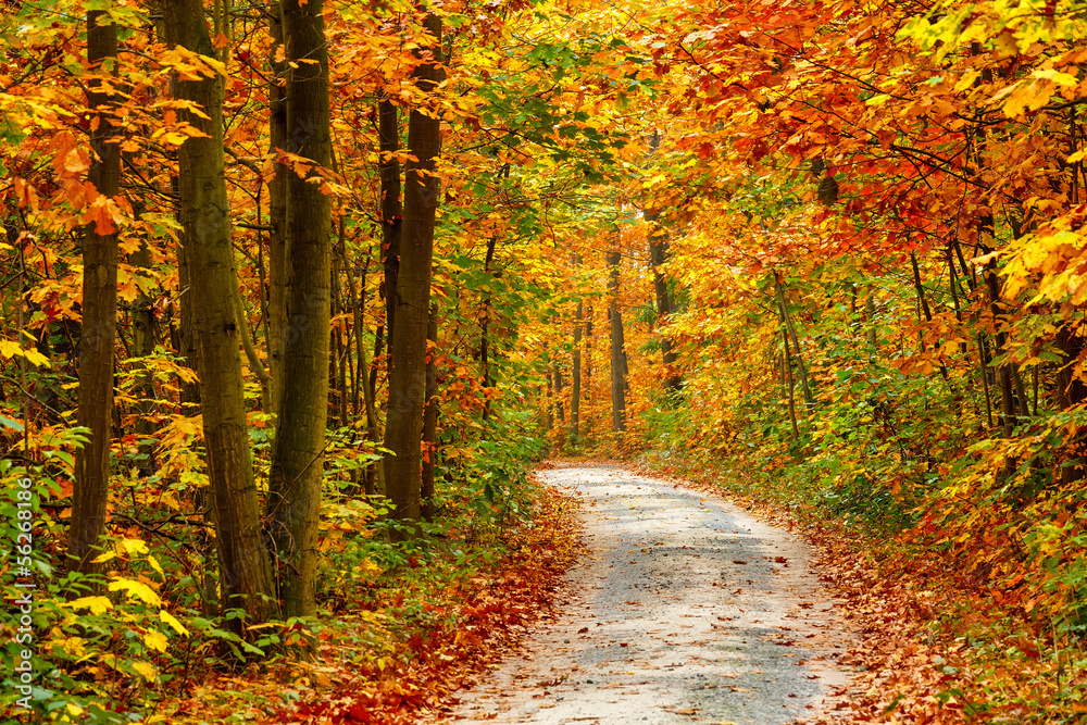 Autumn forest