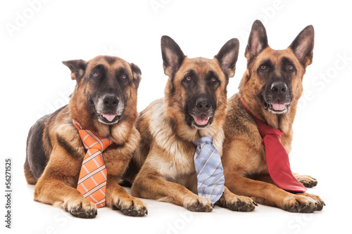 Three Business dogs