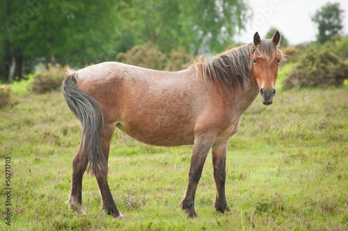 wild pony in the new forest national park  uk