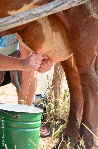 Obraz na plátně Milkmaid milking a cow closeup vertical
