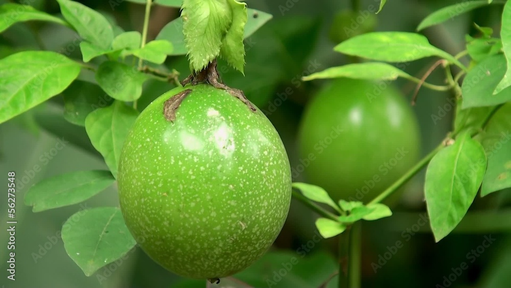 Passion fruits on the vine Passion fruits on the vine