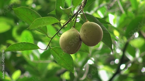 Nutmeg fruits on a tree (Myristica fragrans) photo