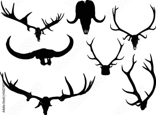 set of antler and horns isolated on white