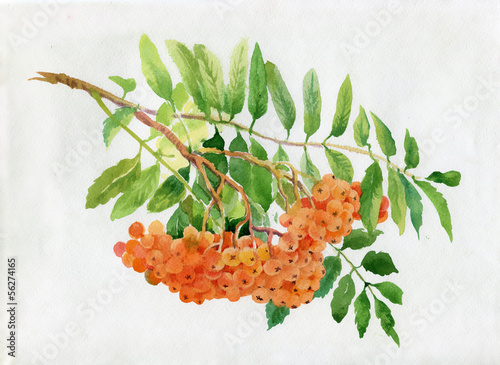 Bild auf Leinwand Red rowan watercolor illustration