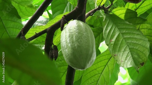 Cacao pods on the tree photo