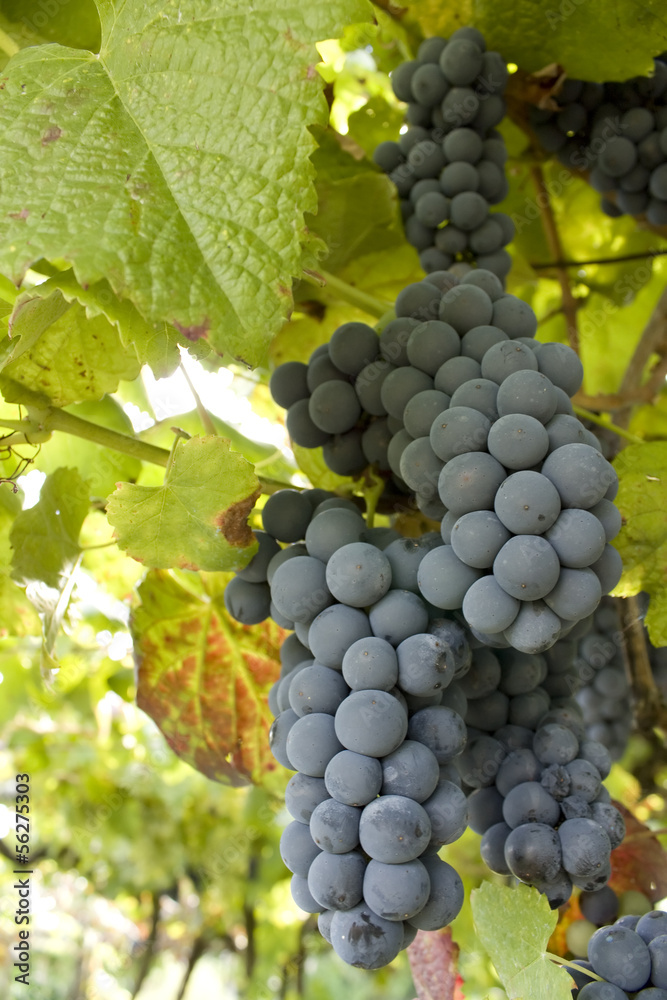 Fototapeta premium Ripe grape cluster hanging in a vine