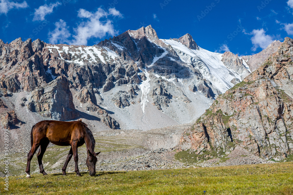 Grazing horse at sunny day in high snowy mountains