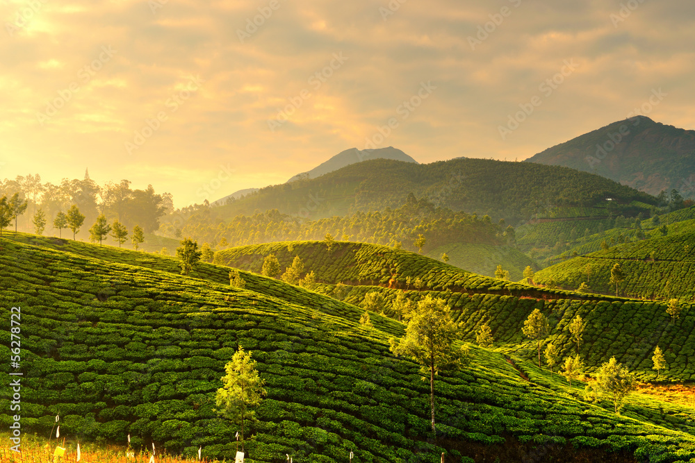 Obraz premium Tea plantations