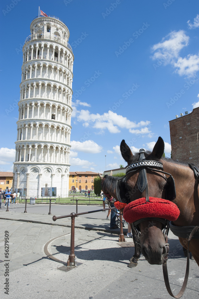 Fototapeta premium A horse in Pisa, Italy