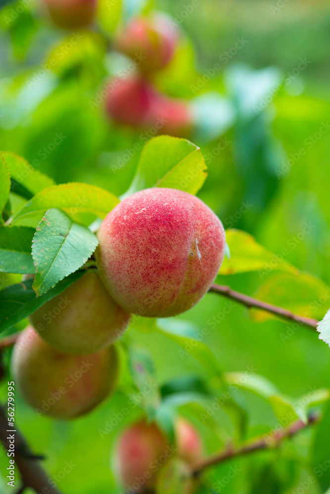 The peach, Prunus persica, The peach, Prunus persica,