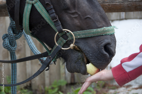 karmienie konia jabłkiem