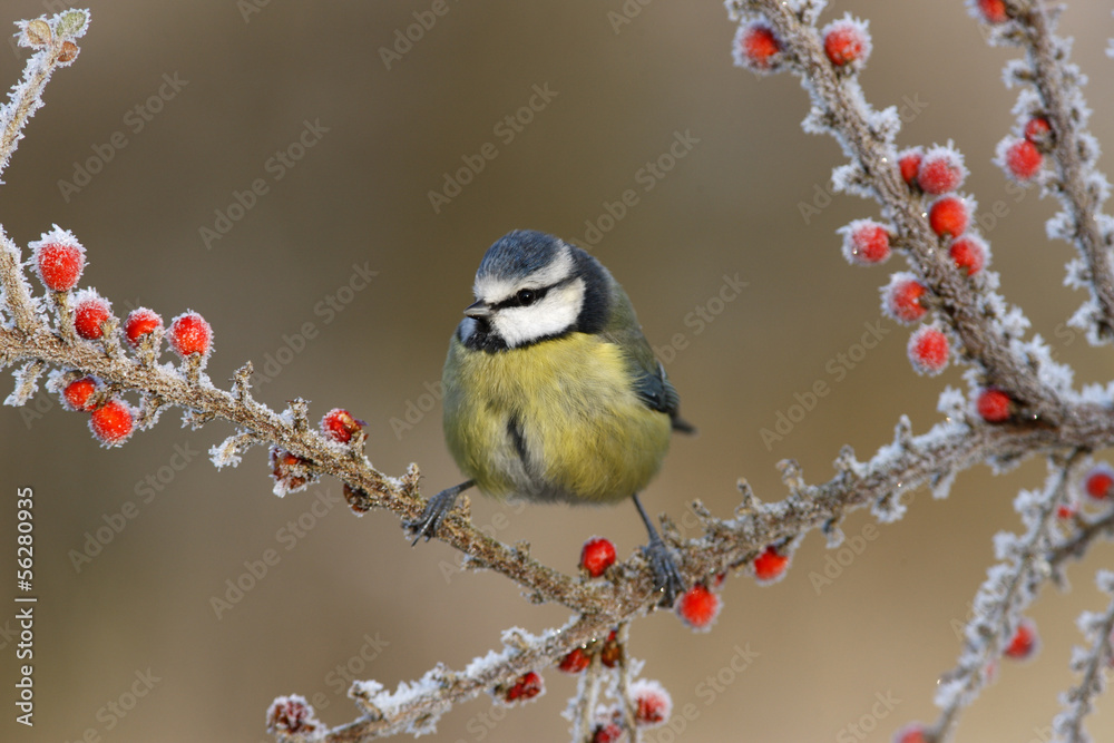 Obraz premium Blue tit, Parus caeruleus