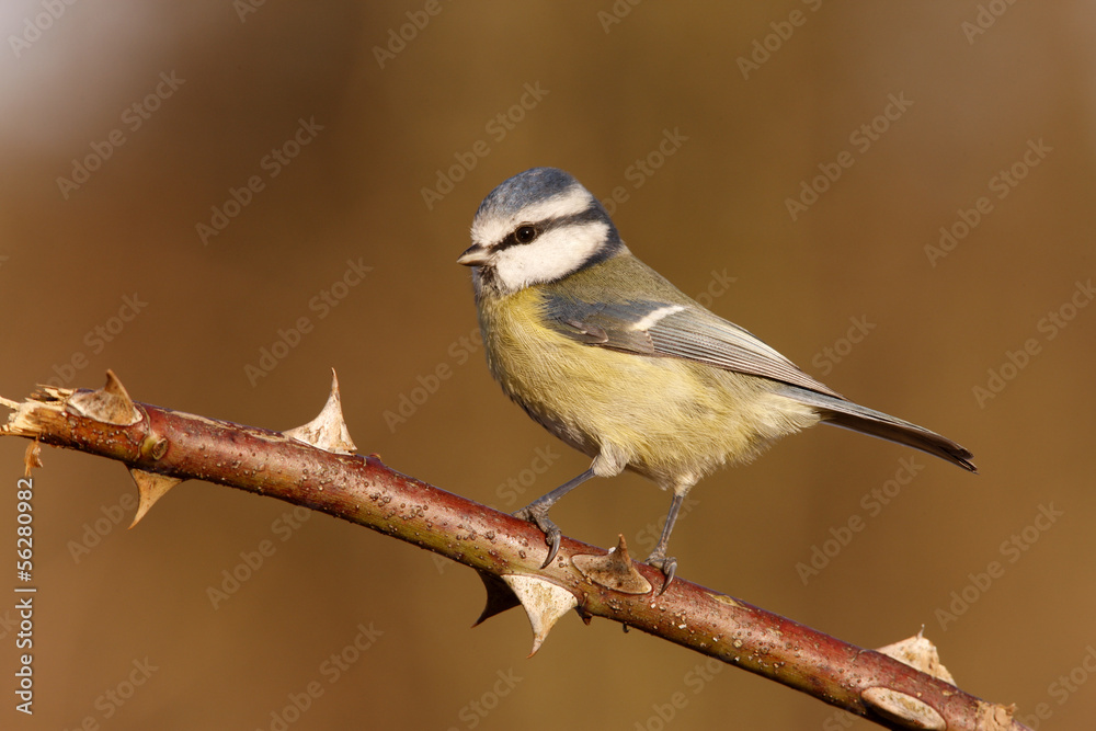 Fototapeta premium Blue tit, Parus caeruleus