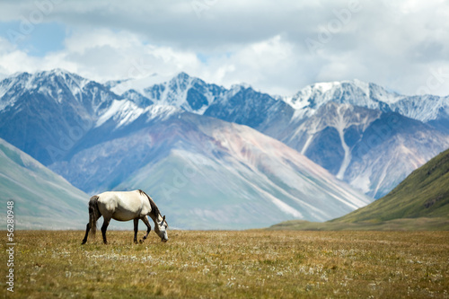 Horse on colorful mountains background