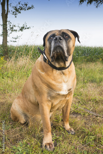 Boerboel