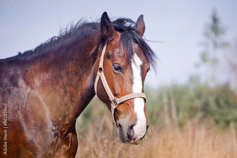 Obraz premium Chestnut horse in a field