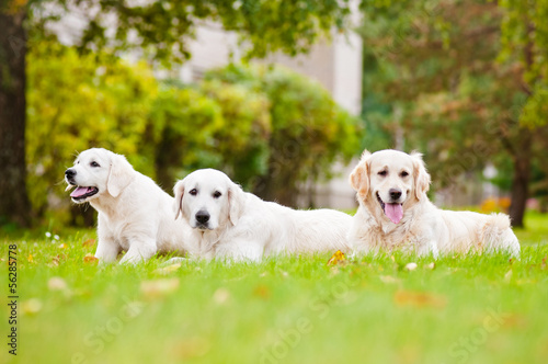 three golden retriever dogs