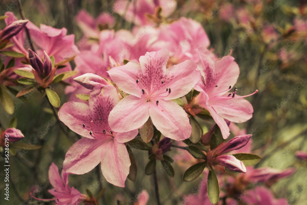 Détail fleurs jardin Japonais