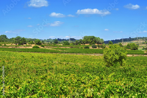 vineyard in Tarragona, Catalonia, Spain