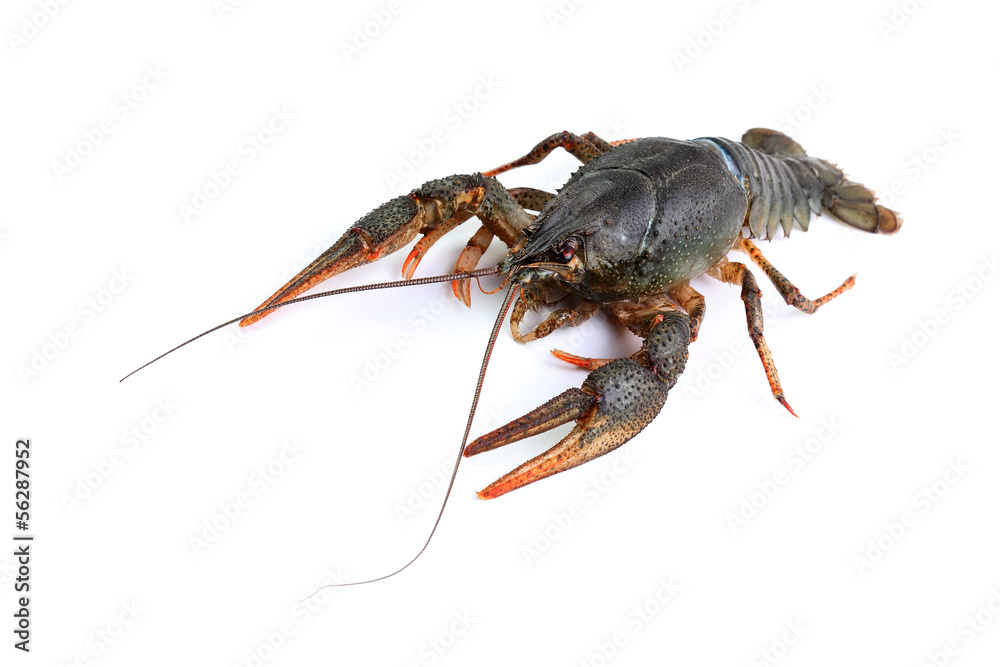 River crayfish isolated on white River crayfish isolated on white