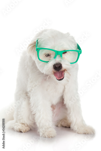 portrait of a dog in glasses.  Funny white dog in glasses © EwaStudio