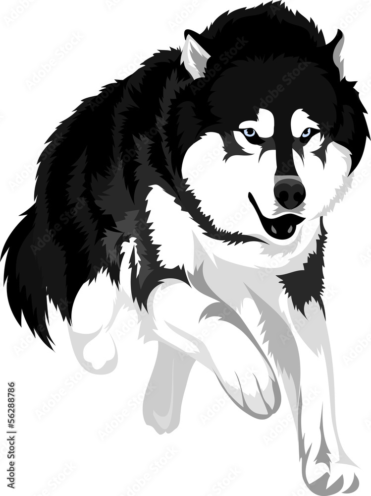 Naklejka premium rysunek wektor malamute rasy psów