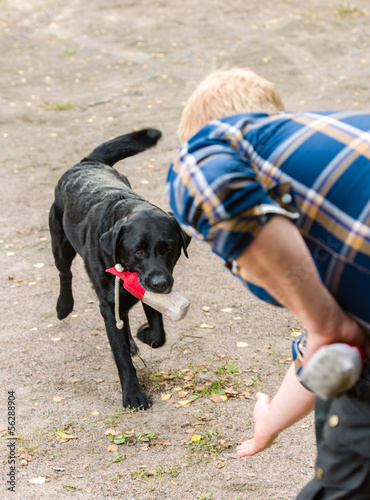 Labrador retriever