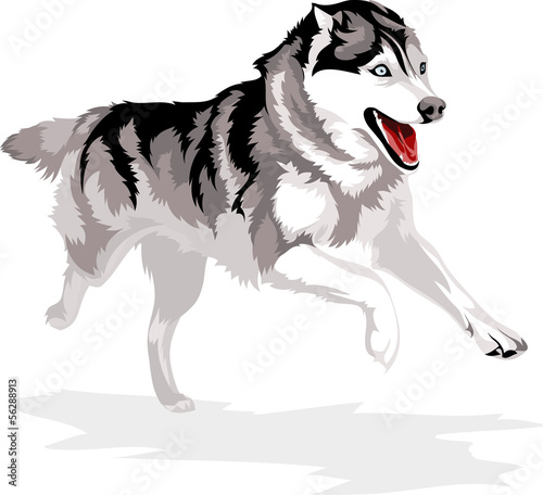 running dog breed Siberian Husky