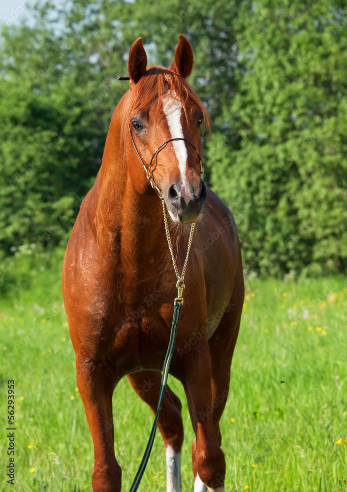 chestnut arabian horse in the field chestnut arabian horse in the field