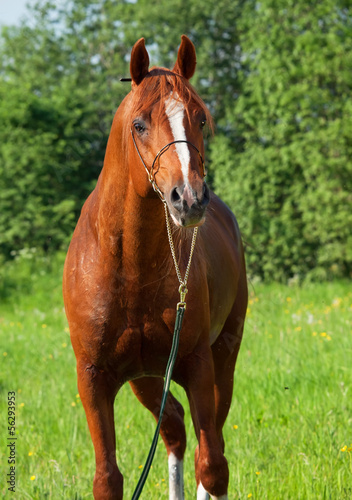 chestnut arabian horse in the field