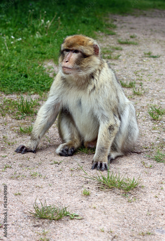 Naklejka premium Affe