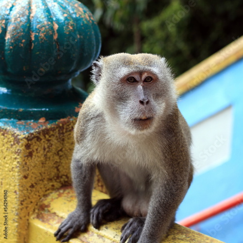 Macaque monkey © jan