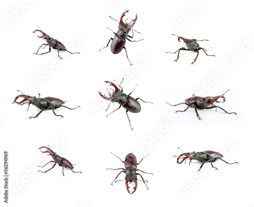 Stag- beetle © krakatuk