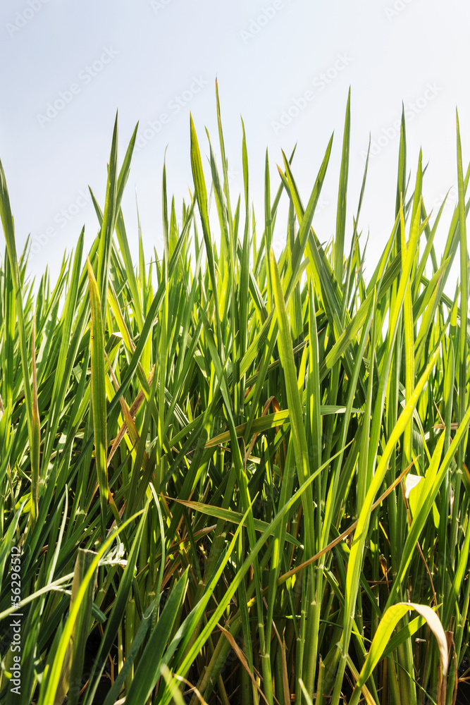 Fototapeta premium rice