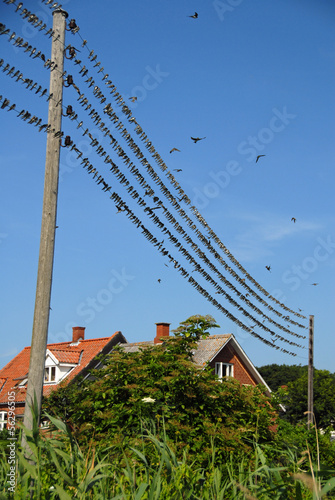 Schwalben auf Stromleitung photo