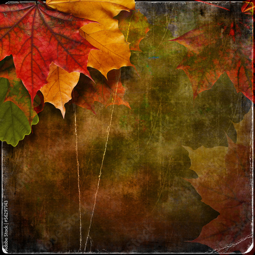 Grungy autumn background with maple leaves