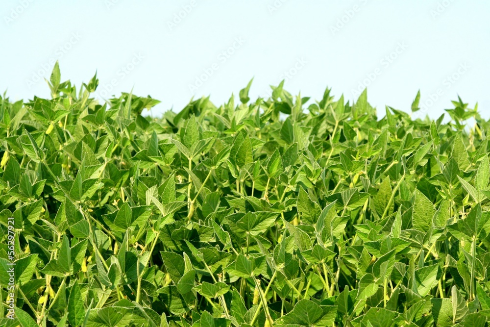 Closeup of soy plants in a cultivated farmers field Closeup of soy plants in a cultivated farmers field