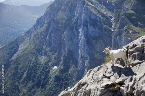 wild baby goat looking at the horizon at the edge of a mountain
