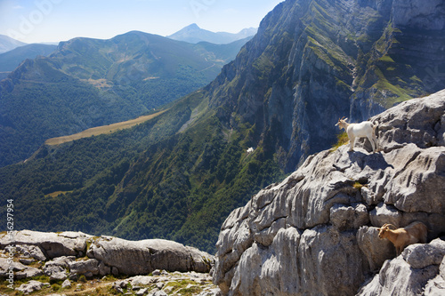 wild baby goat looking at the horizon at the edge of a mountain