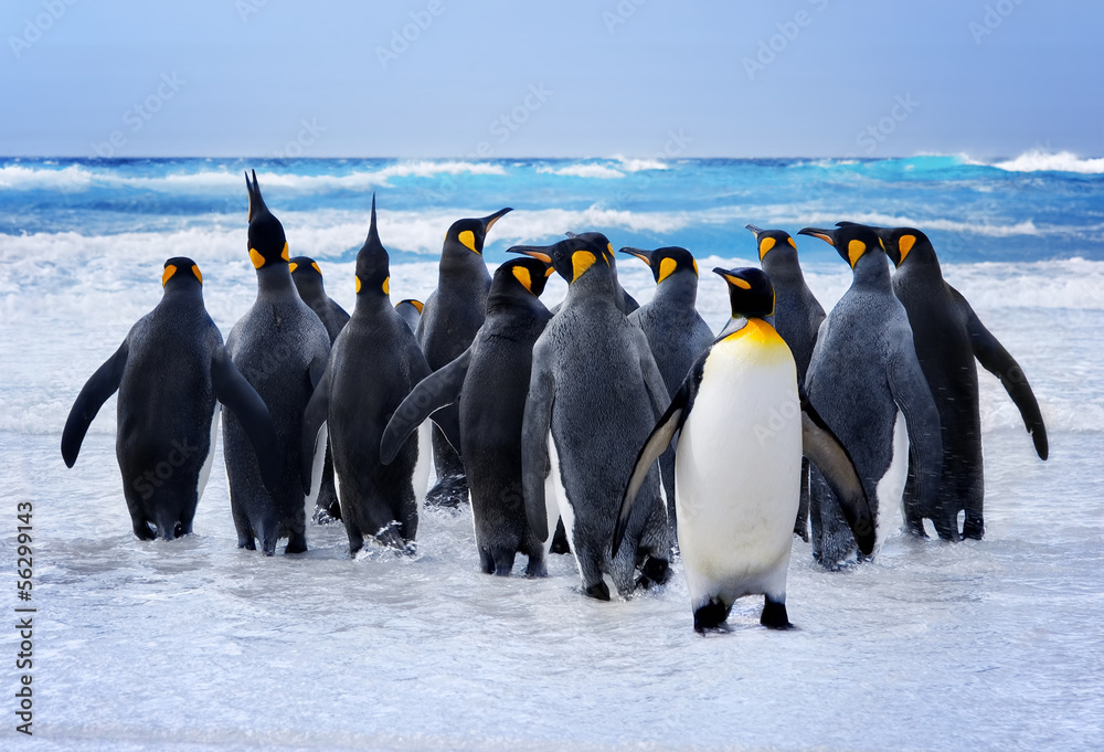 Obraz premium King Penguins