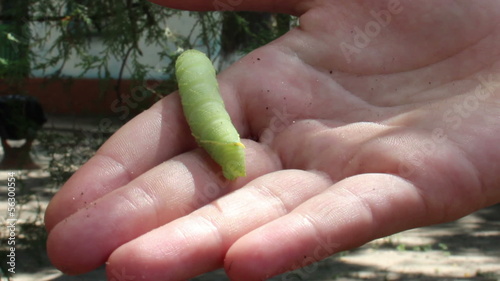 green catterpillar photo