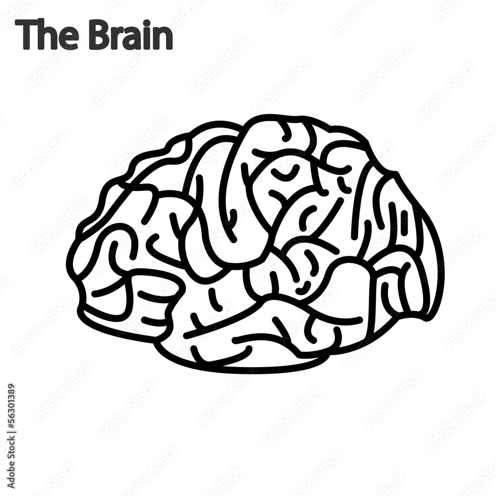 Left and Right brain function illustration