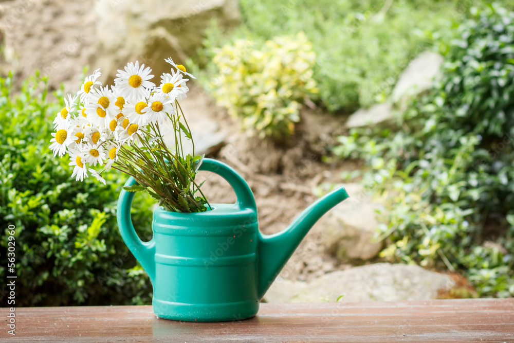 daisy flower in garden watering can