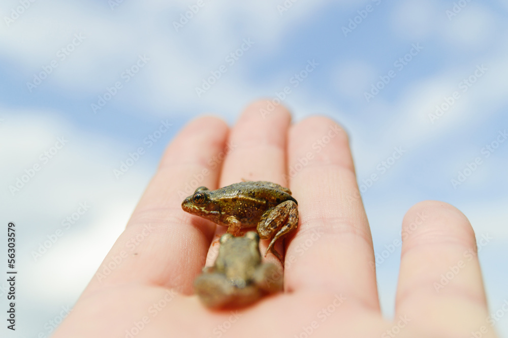 frog