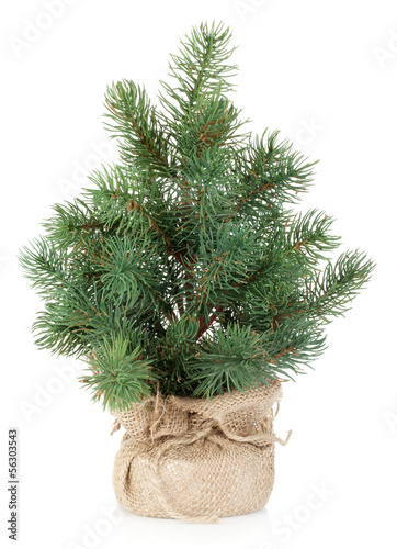 Obraz na płótnie Mini Christmas tree